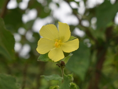 Peltaea sessiliflora