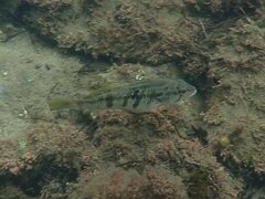 Paralabrax nebulifer