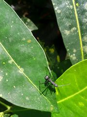 Myrmhopla