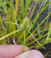 Cyperus hortensis
