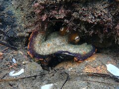 Octopus bimaculoides