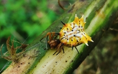Micrathena gracilis