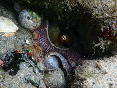 Octopus bimaculoides