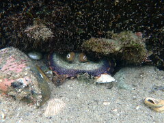Octopus bimaculoides