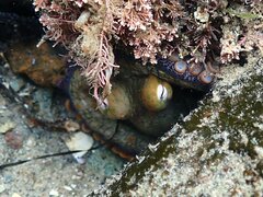 Octopus bimaculoides