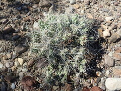 Grusonia