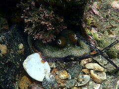 Octopus bimaculoides