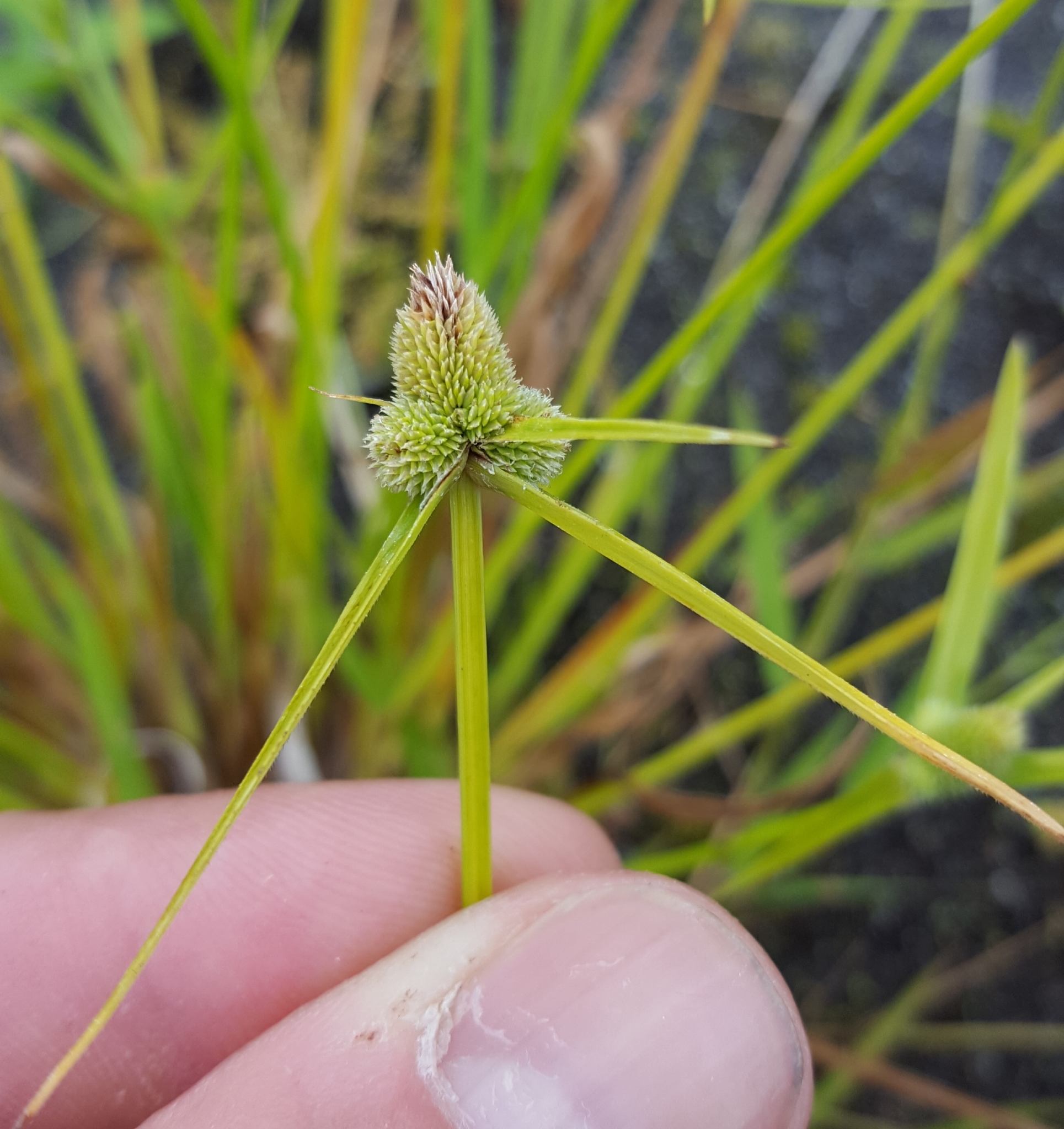 (c) François Rousseu, certains droits réservés (CC BY-NC) https://www.inaturalist.org/observations/143370859