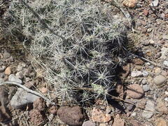 Grusonia