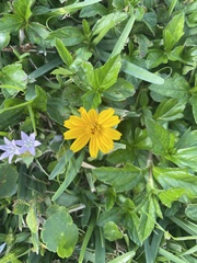 Sphagneticola trilobata