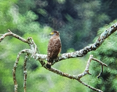 Spilornis holospilus