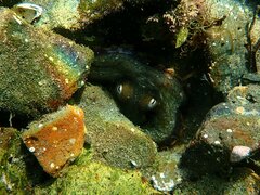 Octopus bimaculoides