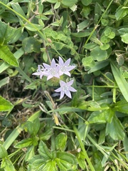 Richardia grandiflora