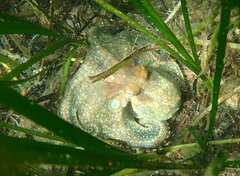 Octopus bimaculoides