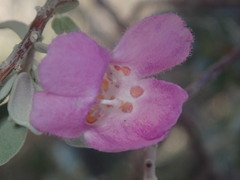 Leucophyllum
