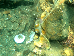 Octopus bimaculoides