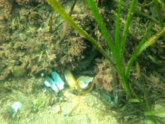 Octopus bimaculoides