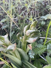 Chloraea magellanica