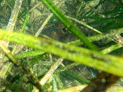 Octopus bimaculoides