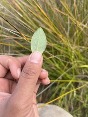 Bossiaea prostrata