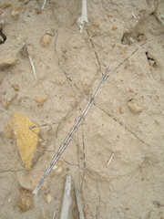 Sceptrophasma bituberculatum