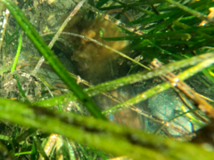 Octopus bimaculoides