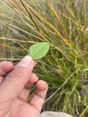 Bossiaea prostrata