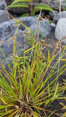 Cyperus hortensis