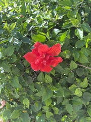 Hibiscus