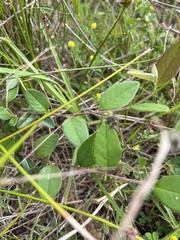 Bossiaea prostrata