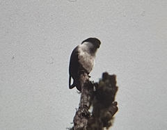 Microhierax erythrogenys