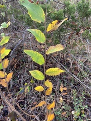 Ulmus alata