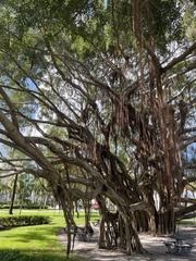 Ficus benghalensis