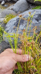 Cyperus hortensis