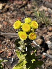 Helichrysum foetidum
