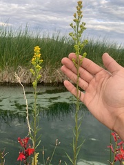 Solidago spectabilis