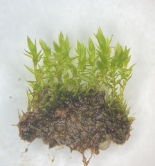 Bryum violaceum