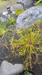 Cyperus hortensis