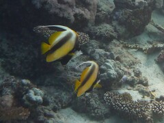 Heniochus intermedius