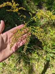 Solidago juncea