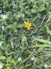 Sphagneticola trilobata