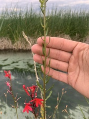 Solidago spectabilis