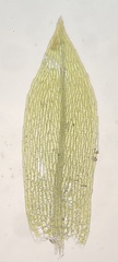 Bryum violaceum