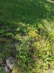 Solidago juncea