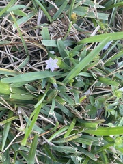 Richardia grandiflora