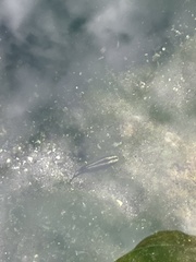 Crenichthys baileyi