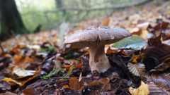 Agaricomycetidae