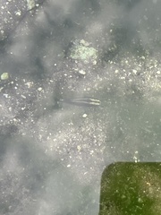 Crenichthys baileyi