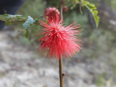 Calliandra peninsularis