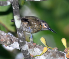 Xanthotis macleayanus